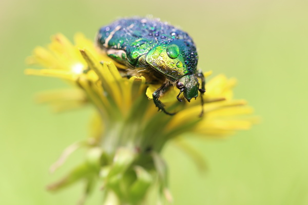 Canon EOS 6D, ISO 640, F6.3, 1/320 s, 4.0 МБ