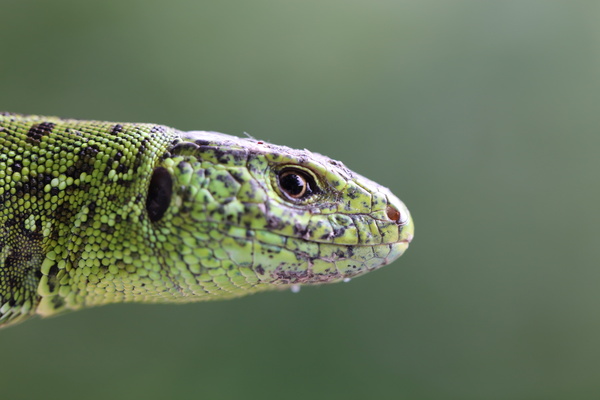 Canon EOS 6D, ISO 640, F5.6, 1/160 s, 5.0 МБ