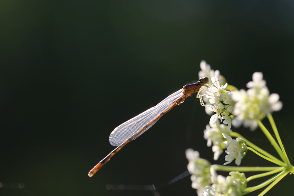 Canon EOS 6D, ISO 640, F6.3, 1/640 s, 4.0 МБ