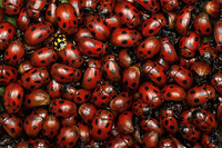 Ladybugs  Marko Zamurovic