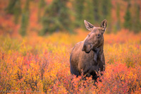 Fall in Denali   Furqan Fazal