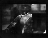  Giacomo Brunelli