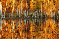 Fall colors  Victor Liu