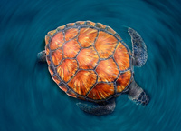 Spin turtle  Sergi Garcia