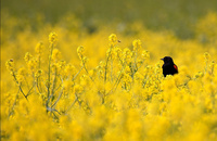 Red-winged Blackbird in Sea of Yello   David Orias