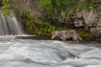 Salmon Fishing Wolf  Nick Kalathas 