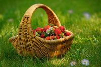 Strawberry basket  Laura Pashkevich