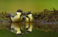 Taking a bath  Walter Soestbergen