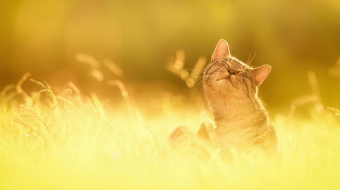 Фотограф Seiji Mamiya