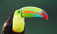 Keel-billed Toucan  Juan Carlos Vindas