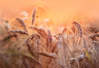 Harvest light  Dariusz Łakomy