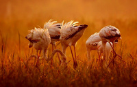 Greater Flamingo  Tejas Soni