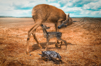 Yet another mother with fawns  John Wilhelm