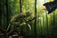  Just a chameleon  John Wilhelm