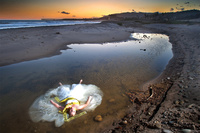 Trash the Dress      