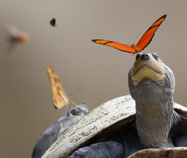 Бабочка утоляет жажду слезой черепахи