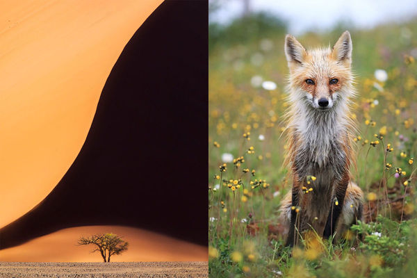 Победители конкурса The Nature Conservancy Photo Contest 2018