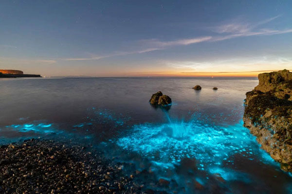 Красота биолюминесцентного планктона