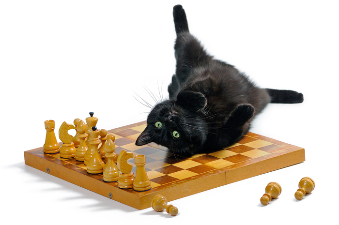 ffotto, «Черный кот на шахматной доске»