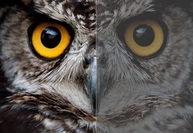 Image-preview