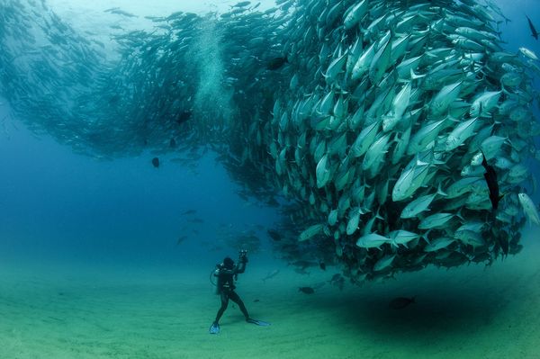 Рыбный вихрь © Octavio Aburto