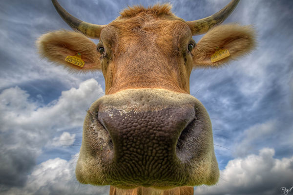 Portrait of a Cow © Pixmil Lexa AM