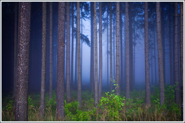 Глубины леса © Deni5