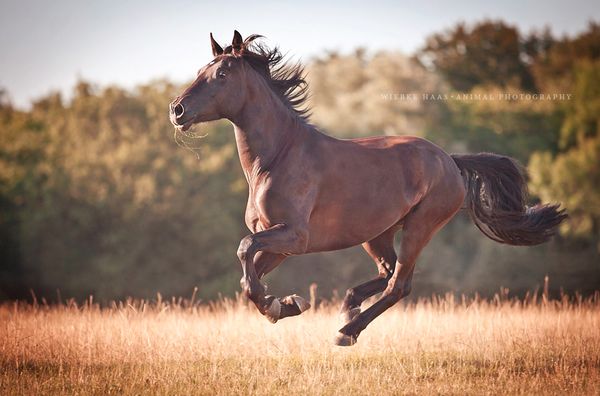 Вибке Хаас —«лошадиный фотограф»