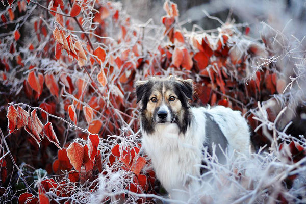  Энн Гайер: собаки, которые рады осени