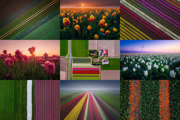 Голландские тюльпаны – с земли и с воздуха