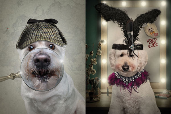 Человекоподобные портреты – из снимков собак