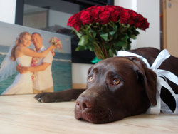 25351cf2 4750 45b2 b836 1a34b7c2b7a9 rectangle 250 x