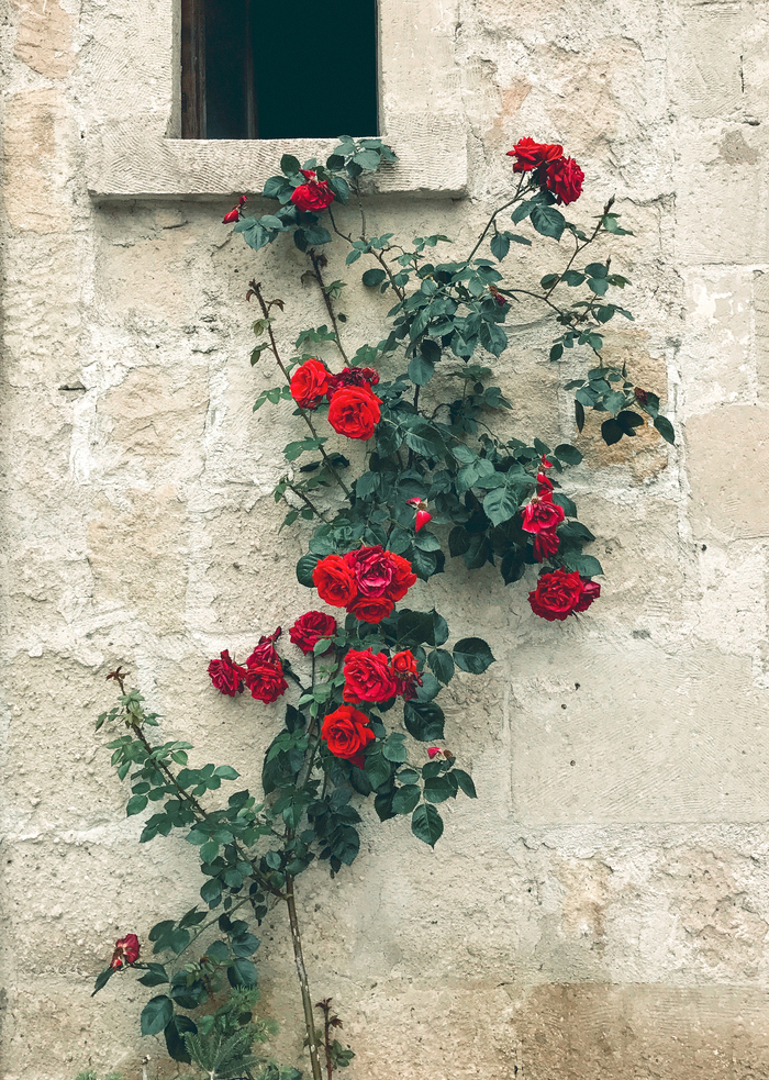 Эрнес Туварчиев, «Roses on the Wall»