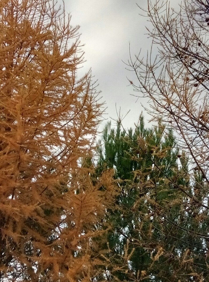 Краски осени