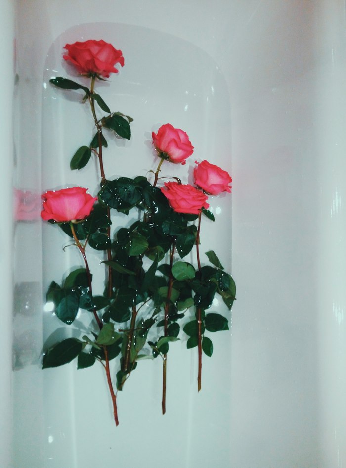 Максим Подсевалов, «Closed Garden»