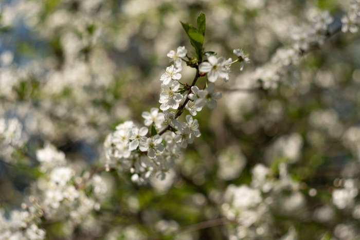 Юлия Лукина, «Вишня»