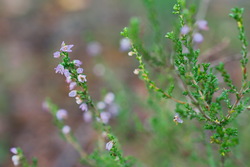 13e6cb90 8141 46c7 b453 8bdad525d725 rectangle 250 x