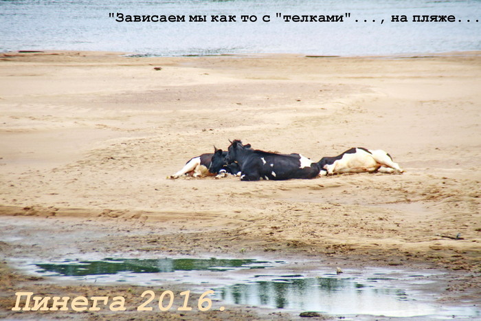 Анлрей Гашин, «Пляж.»
