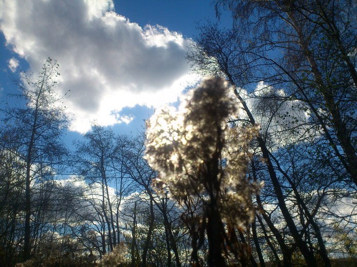 wsedwa, «"Улетели листья"»