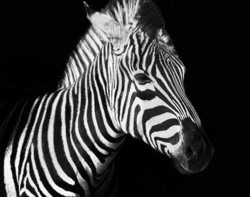A2b057b5 b853 418d aa1f af804c07df11 rectangle 250 x