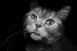F1e824cd c44f 44f0 8fd2 1cf39b1a1d24 rectangle 250 x