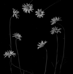 8f42bd66 80ff 4154 874d c6f8be58ed41 rectangle 250 x