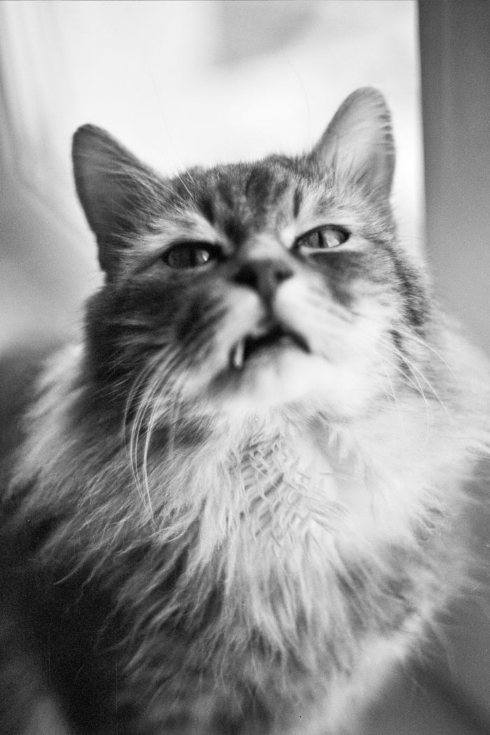 Владимир Лешкевич, «The Cat»