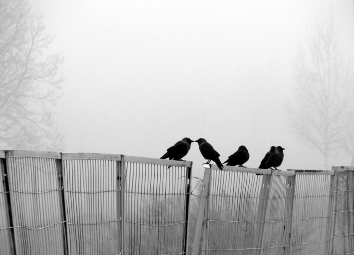 Владимир Лешкевич, «Birds»