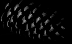 59c47ddd 52d3 4d7f 8f48 69aefadb22a8 rectangle 250 x