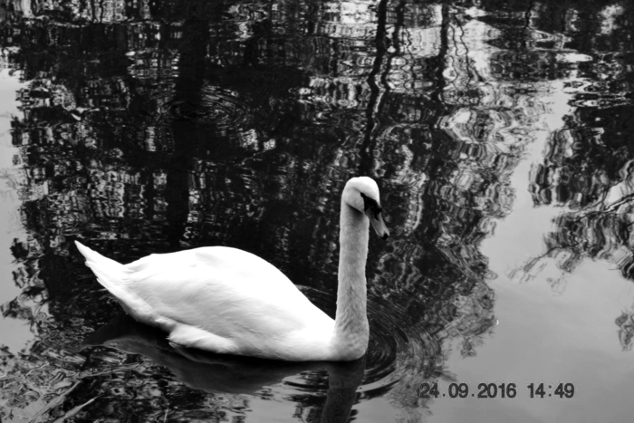 Ольга Пришедько, «Белый лебедь на пруду...»